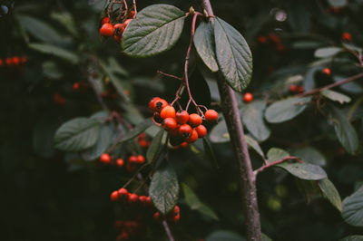 Close-up of red berries on tree