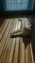 High angle view of cat resting on floor