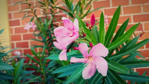 Close-up of pink flowering plant