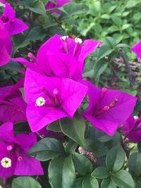 Close-up of pink bougainvillea blooming outdoors