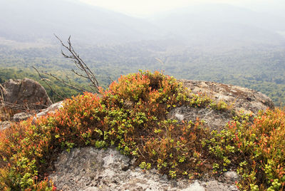 Plants growing on rocks against mountains