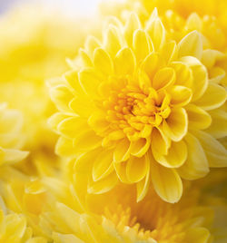 Close-up of yellow dahlia