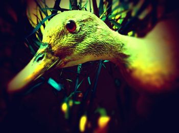 Close up of animal