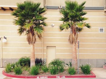 Potted plants in lawn