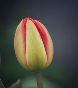 Close-up of lotus bud