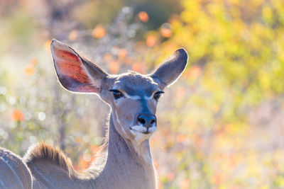 Close-up portrait of giraffe against trees