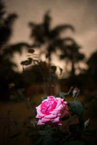 Close-up of pink rose flower