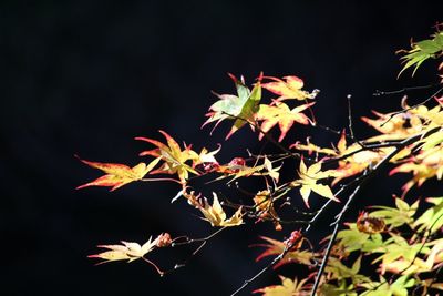 Close-up of autumnal leaves against blurred background