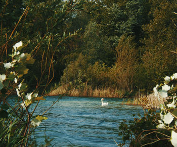 Scenic view of ducks swimming in water