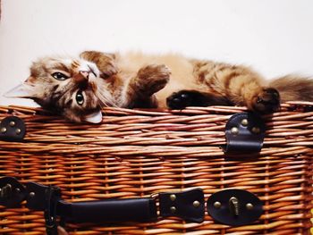 Close-up of a cat lying in basket