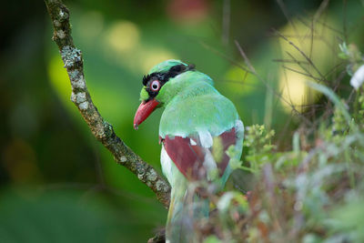 Close-up of bird perching on branch