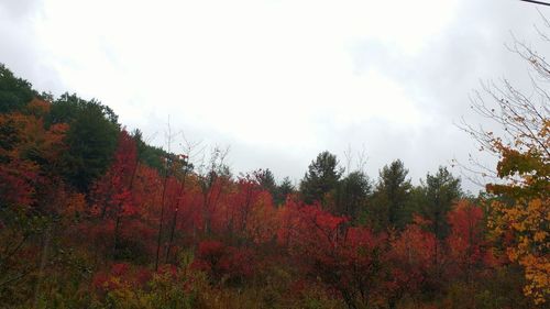 Low angle view of trees against cloudy sky