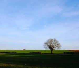 Trees on field against sky