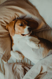 High angle view of dog resting on bed