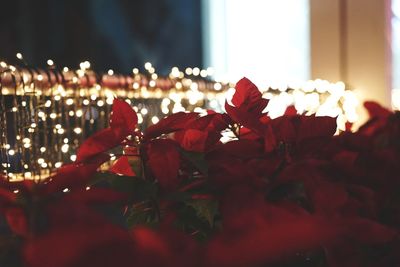 Close-up of red flowering plants at night