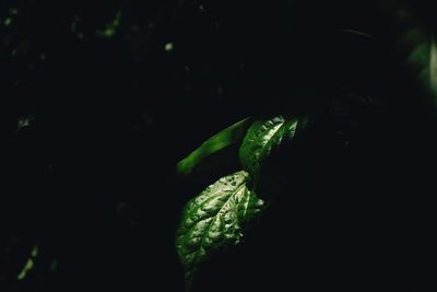 Close-up of green plant at night