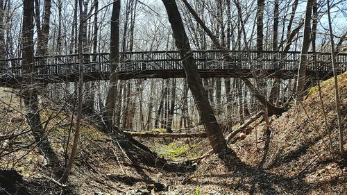 Full frame shot of tree
