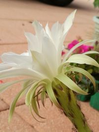 Close-up of pink flowering plant