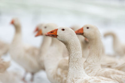 Close-up of duck