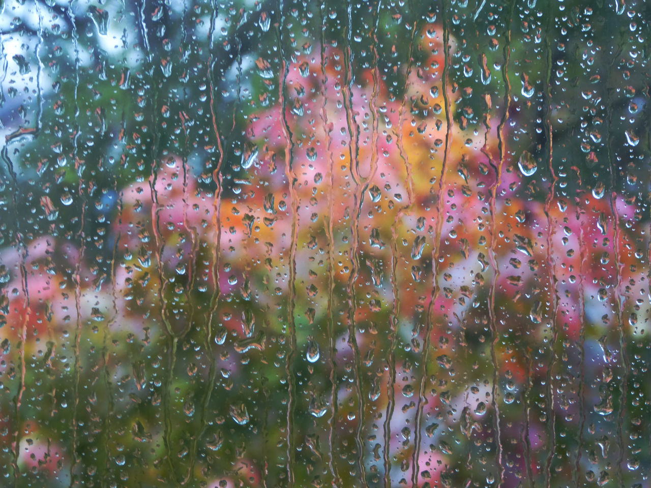 CLOSE-UP OF WET PLANTS IN RAIN DROPS