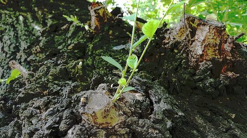 High angle view of moss growing on rock