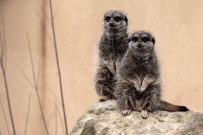 Close-up of meerkat sitting outdoors