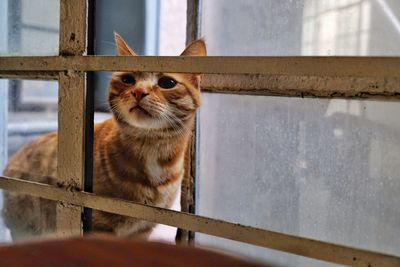 Close-up of a cat looking away