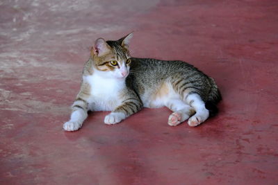 High angle portrait of cat sitting on floor
