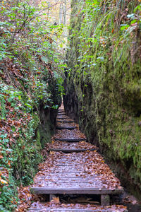 Footpath amidst plants in forest