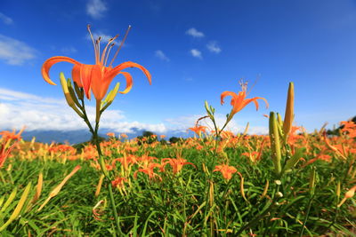 Close-up of flowers growing in field against blue sky