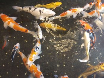 View of koi fish in water