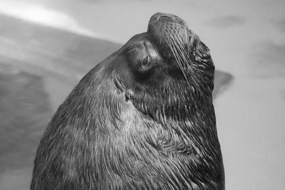 Close-up portrait of bird