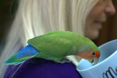 Close-up of a parrot