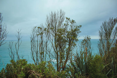 Trees by sea against sky