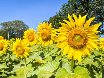 Close-up of yellow flowering plants against sky