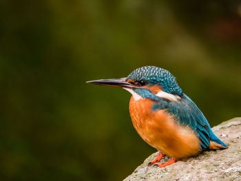 Close-up of bird perching