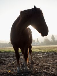 Curious horse in small farms. horse in the forest. natural composition.