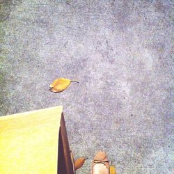 Close-up of yellow flowers