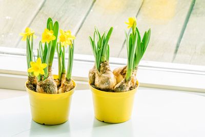 Close-up of yellow flowers in glass on table