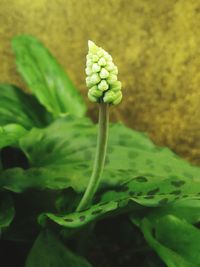 Close-up of flowering plant