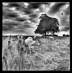 Scenic view of grassy field against cloudy sky