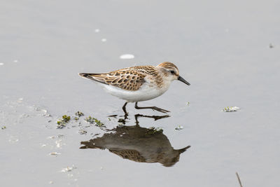 Seagull perching on a lake