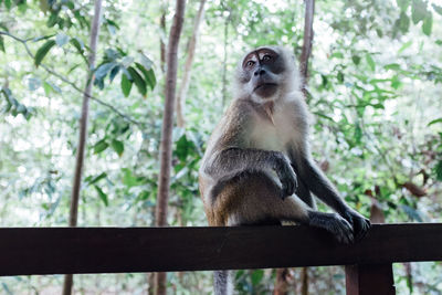 Monkey sitting on railing