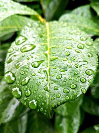 Close-up of raindrops on leaves
