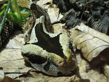 Close-up of plants