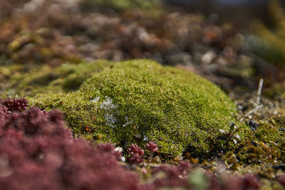 Close-up of moss growing on rock