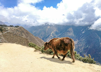 View of a horse on mountain against sky