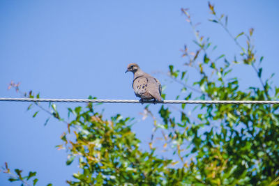 Low angle view of bird perching on branch against blue sky