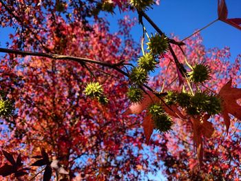 Low angle view of fresh autumn tree against sky