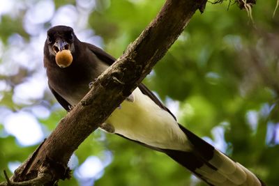 Low angle view of bird perching on tree